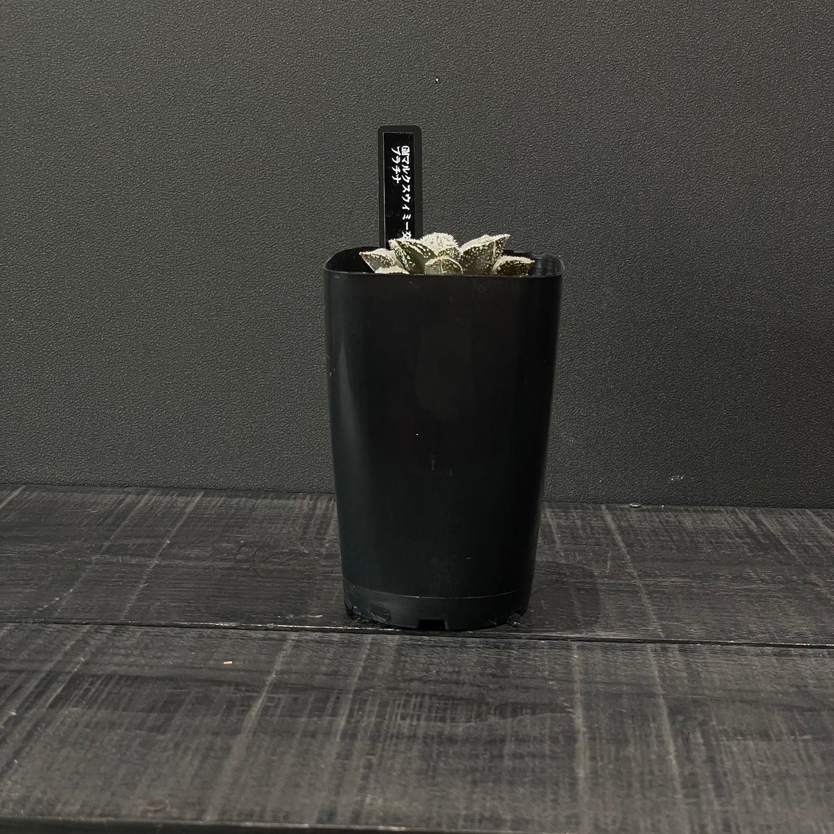 多肉植物 ハオルチア プラチナ × プラ鉢 | 最終的にサボテン