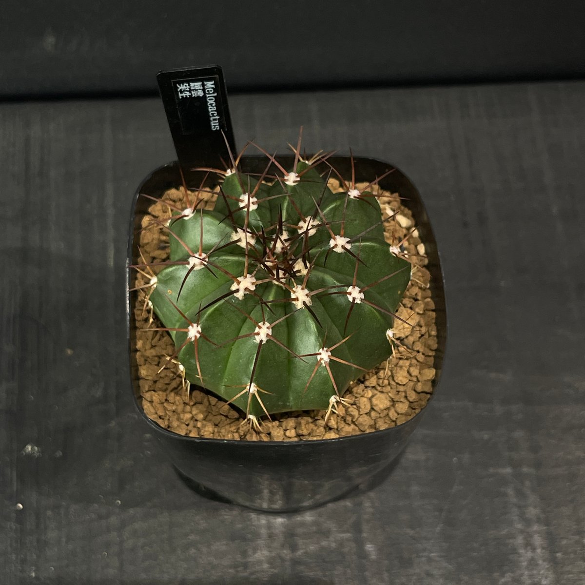 サボテン　メロカクタス　恒星雲　実生　※鉢のまま発送 サボテン メロカクタス 層雲 × プラ鉢 | 最終的にサボテン オンライン