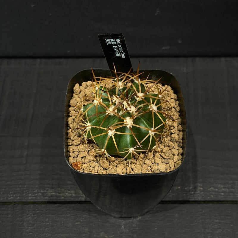 サボテン　メロカクタス　クルビスピナス　7号　大株　観葉　ドライガーデン　飛雲 サボテン メロカクタス クルビスピナス 7号 大株 観葉 ドライガーデン