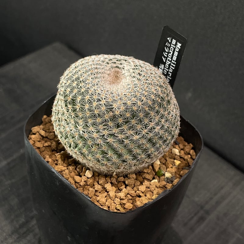 サボテン マミラリア 雪絹丸 × プラ鉢 | 最終的にサボテン オンライン