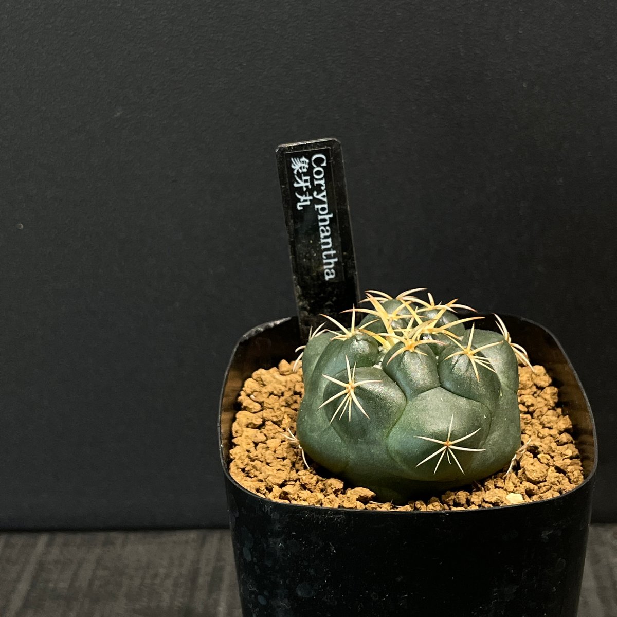 サボテン コリファンタ 象牙丸 × プラ鉢 | 最終的にサボテン