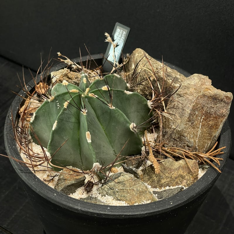 サボテン アストロフィツム 群鳳玉 × HABITAT STYLE | 最終的に