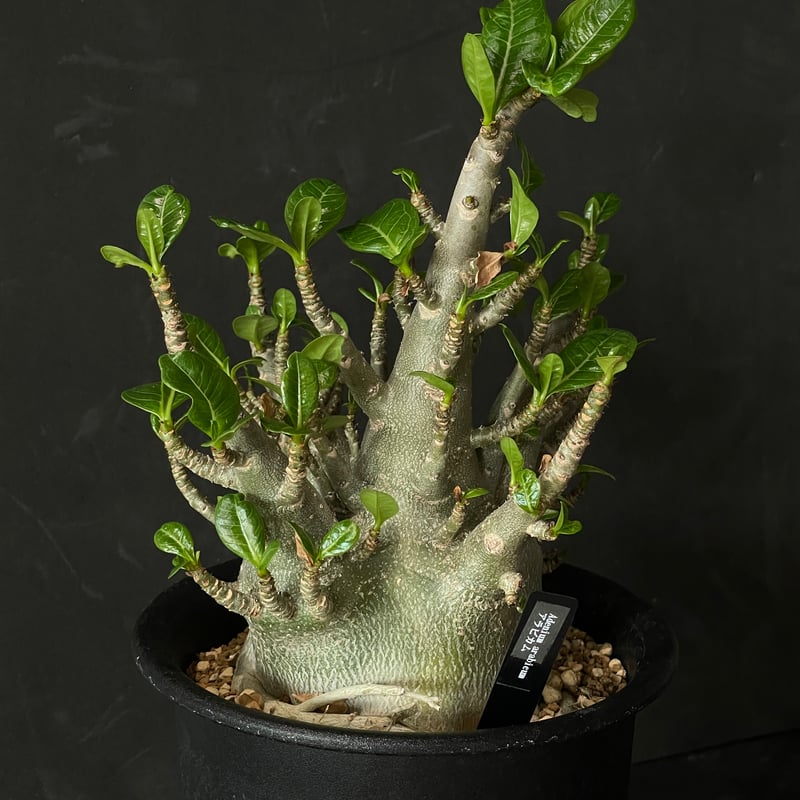 塊根植物 アデニウム アラビカム × プラ鉢 | 最終的にサボテン