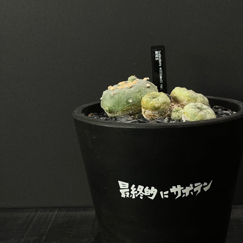 サボテン ロフォフォラ 銀冠玉 × BLACK PLASTIC POT（ロゴ入り