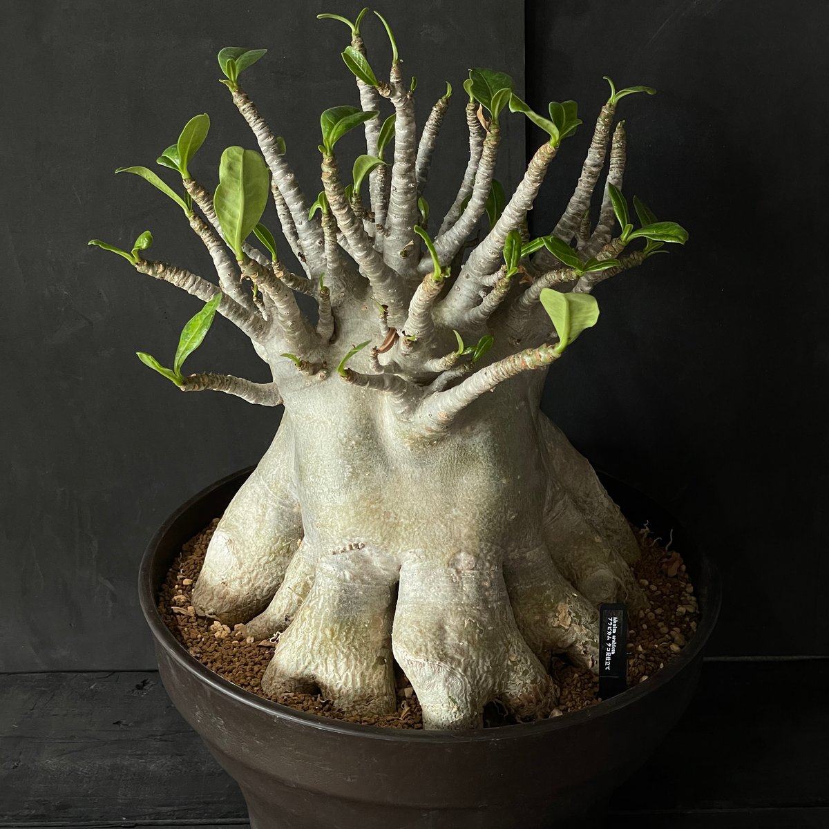 1009】塊根植物 アデニウム アラビカム（タコ足仕立て） × プラ鉢