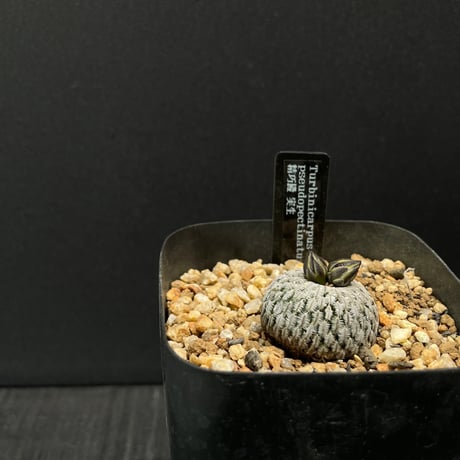 ドライガーデン | STORES