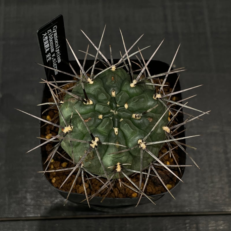 サボテン ギムノカリキウム 大型鬼胆丸 × プラ鉢 | 最終的に