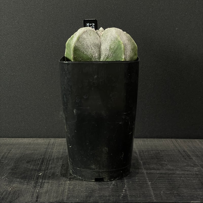 サボテン アストロフィツム トサカ亀甲ランポー玉 × プラ鉢 | 最終的に