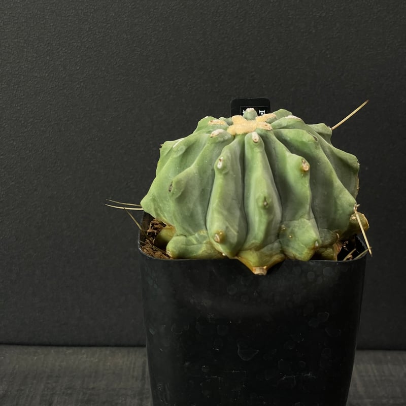 フェロカクタス　棘無王冠竜 フェロカクタス 棘無王冠竜 3.5号 - 植物と暮らす m-plant