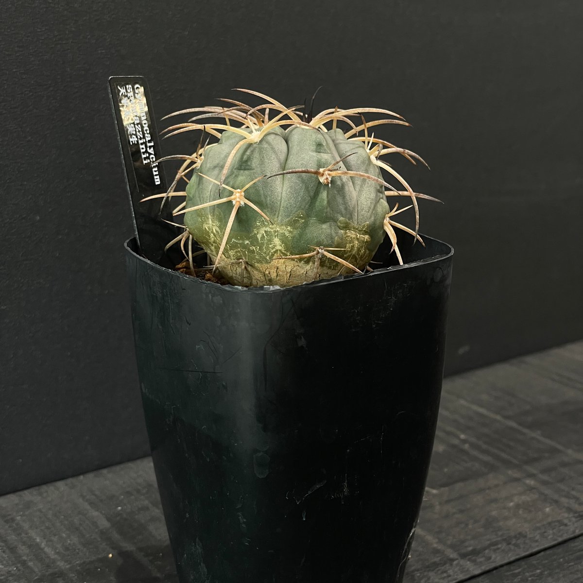 サボテン ギムノカリキウム 天平丸 × プラ鉢 | 最終的にサボテン