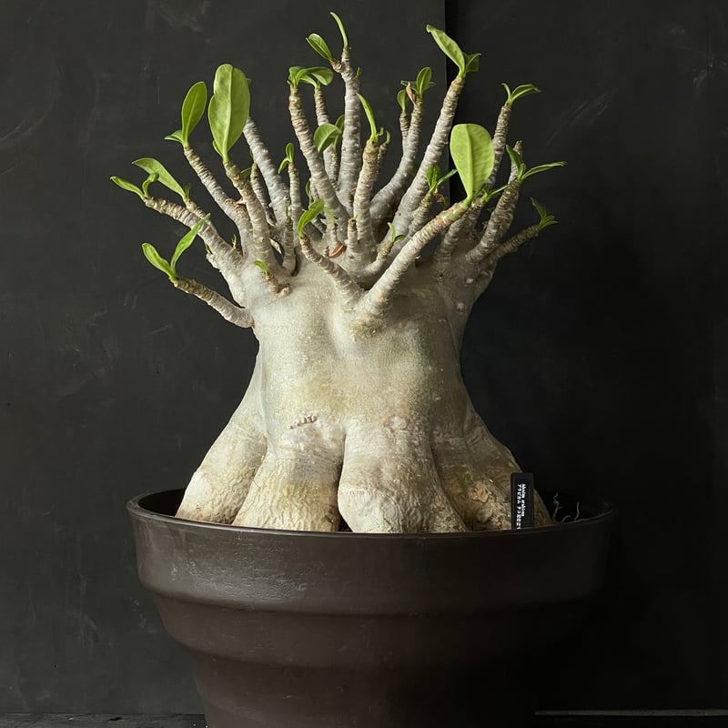 塊根植物 アデニウム アラビカム（タコ足仕立て） × プラ鉢 | 最終的に