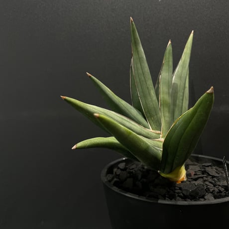 サンスベリア | STORES