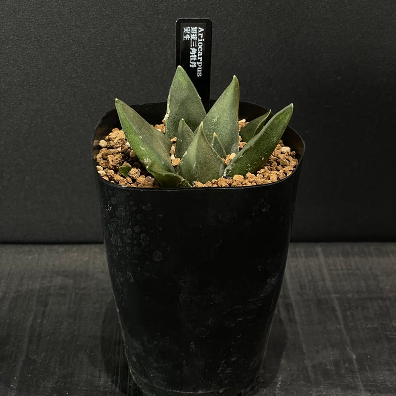 サボテン アリオカルプス 短疣三角牡丹 × プラ鉢 | 最終的にサボテン