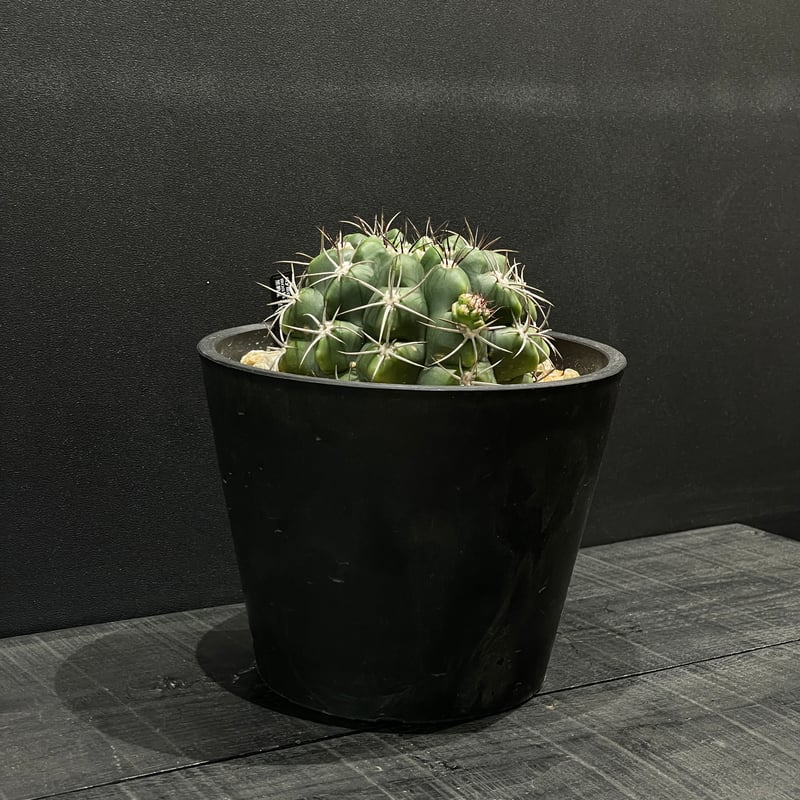 サボテン ギムノカリキウム 黒豹玉 × BLACK PLASTIC POT | 最終的に