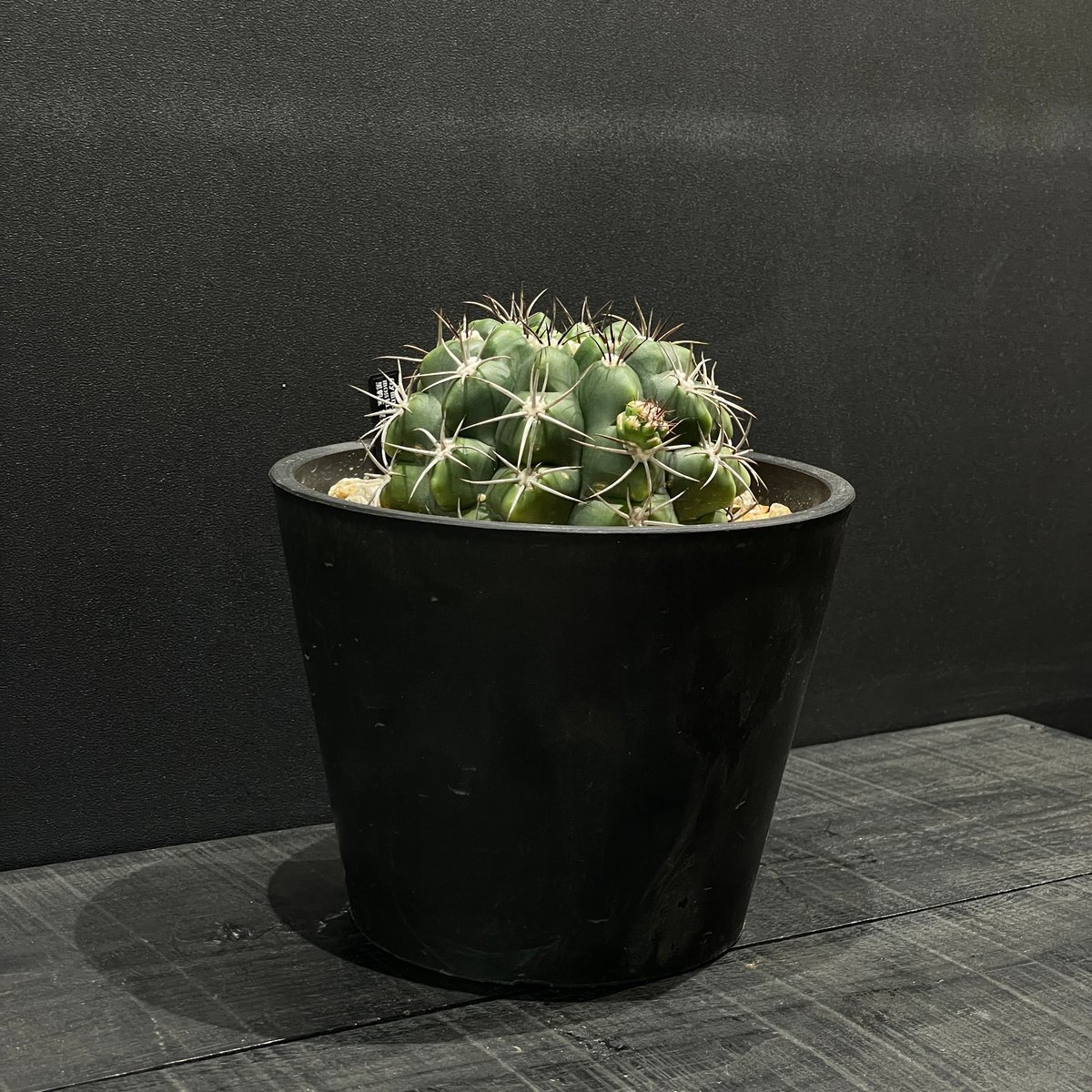 サボテン ギムノカリキウム 黒豹玉 × BLACK PLASTIC POT | 最終的に
