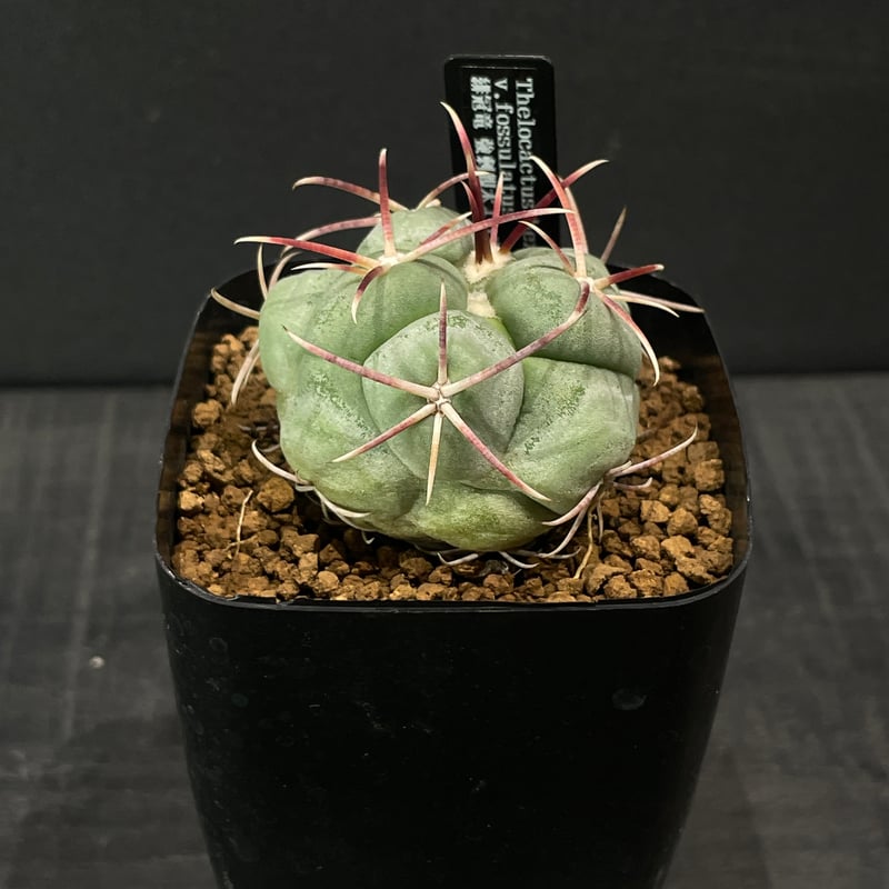 サボテン テロカクタス 緋冠竜 × プラ鉢 | 最終的にサボテン