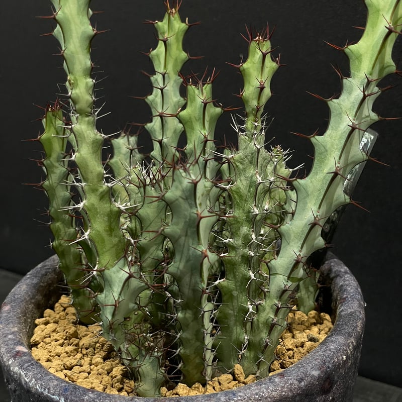 コーデックス ユーフォルビア グリーンウェイ × 陶器鉢 | 最終的に