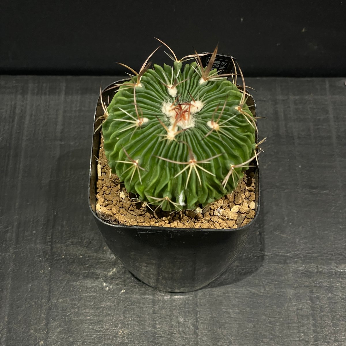 サボテン エキノフォスロカクタス 振武玉×千波万波 × プラ鉢 | 最終的