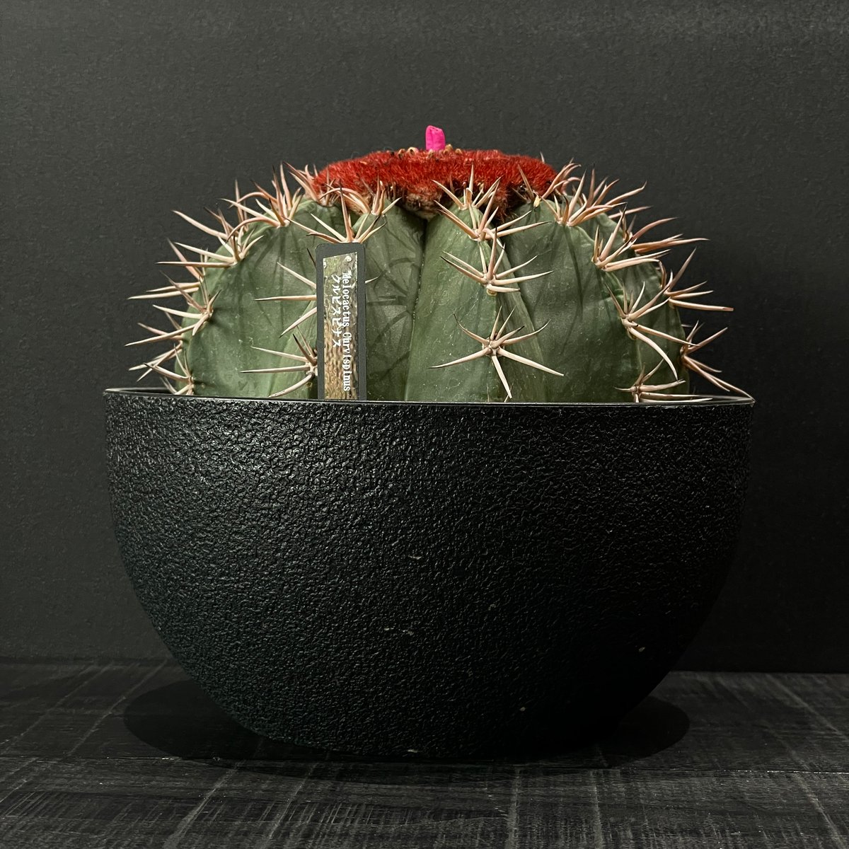 メロカクタス　棘無クルビスピヌス サボテン 刺無クルビスピナス 6号 セラアート鉢 種類 鉢 土 大型 トゲ