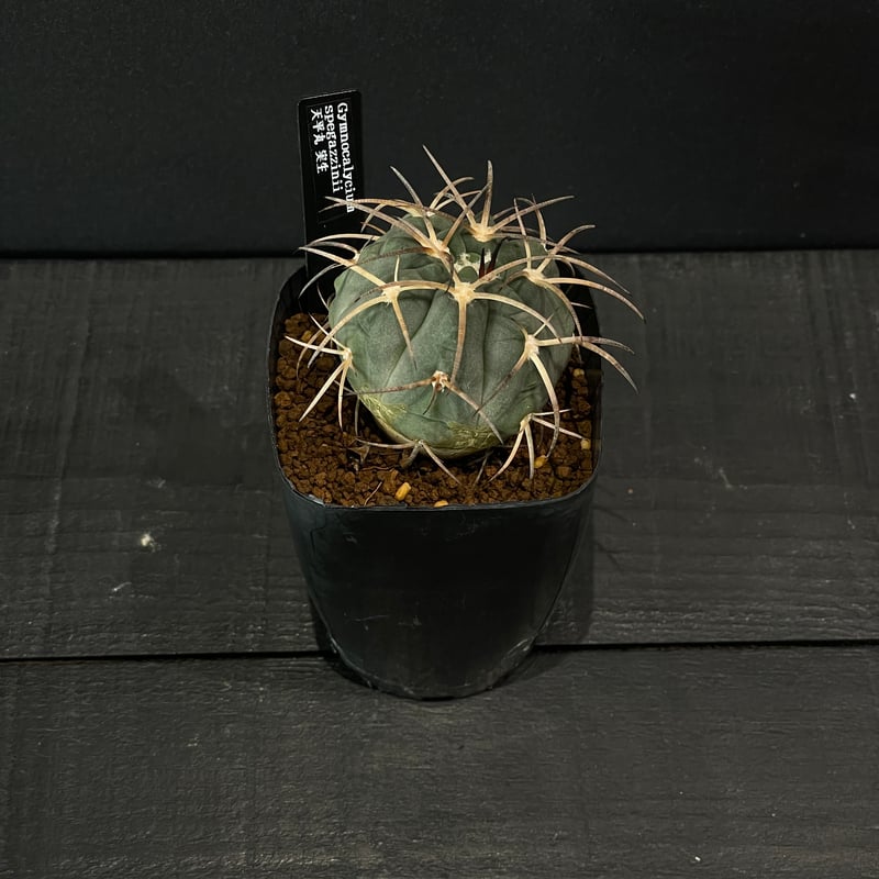 サボテン ギムノカリキウム 天平丸 × プラ鉢 | 最終的にサボテン