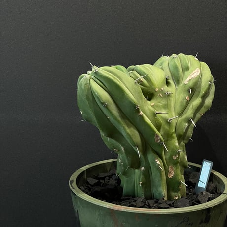 最終的にサボテン オンラインストア