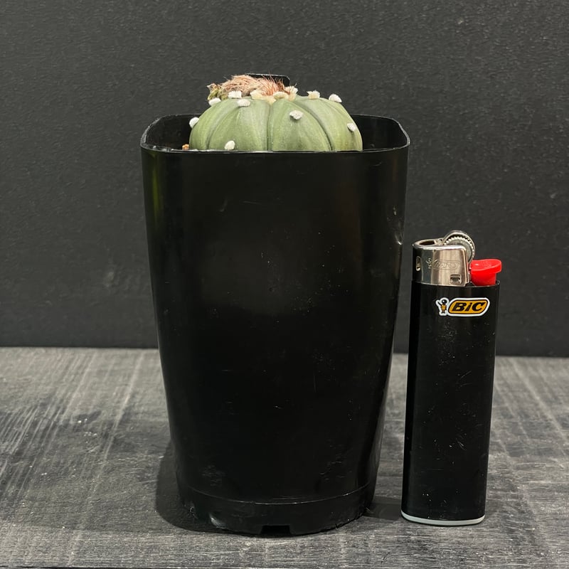 サボテン アストロフィツム 瑠璃兜 × プラ鉢 | 最終的にサボテン