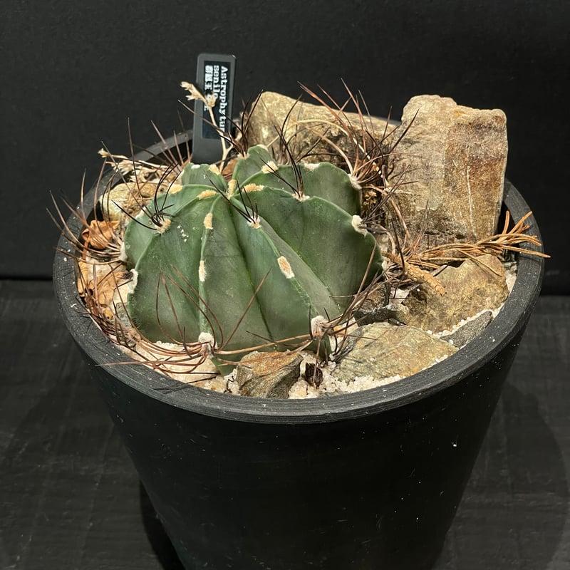 サボテン アストロフィツム 群鳳玉 × HABITAT STYLE | 最終的に