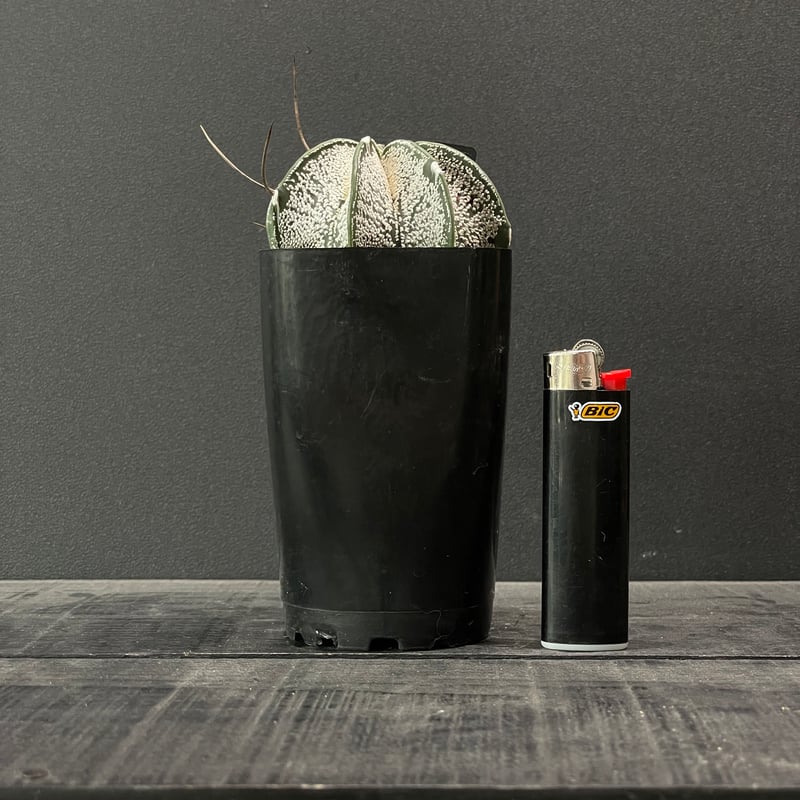 サボテン アストロフィツム 白瑞鳳玉 × プラ鉢 | 最終的にサボテン