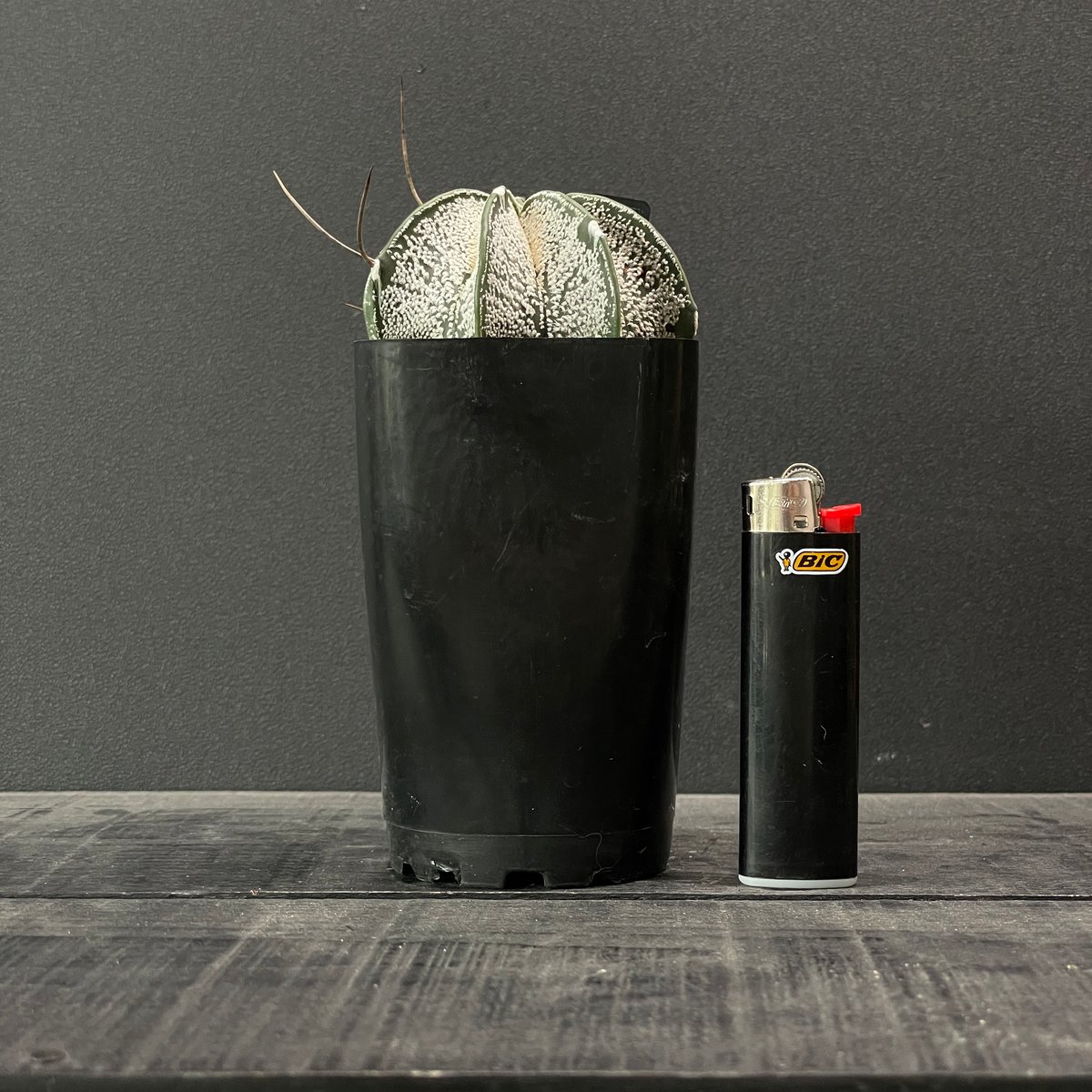 サボテン アストロフィツム 白瑞鳳玉 × プラ鉢 | 最終的にサボテン