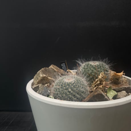 ドライガーデン | STORES