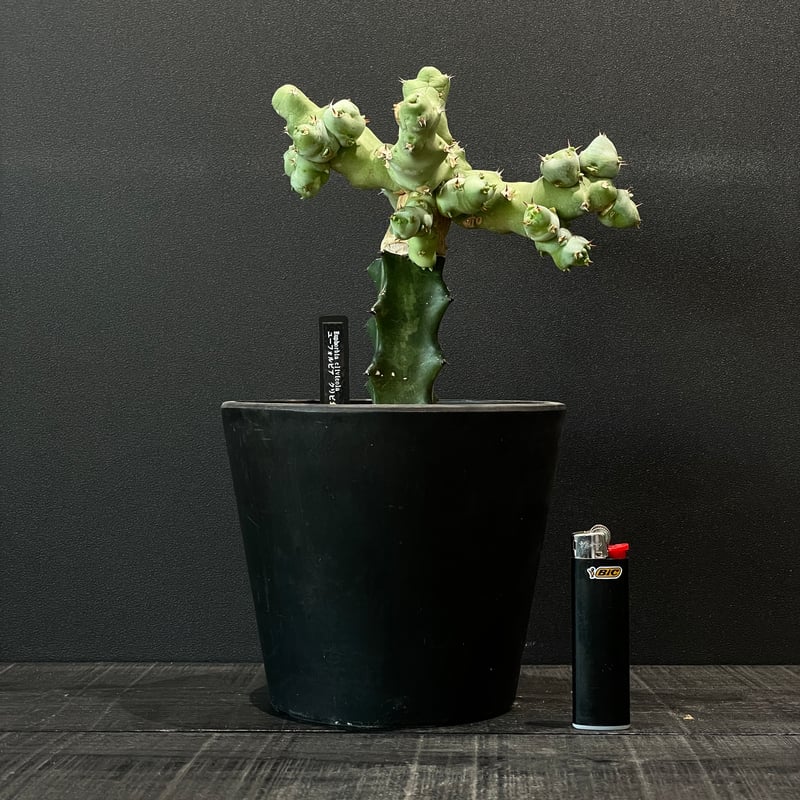 コーデックス ユーフォルビア クリピコラ 接ぎ木 × BLACK PLASTIC POT