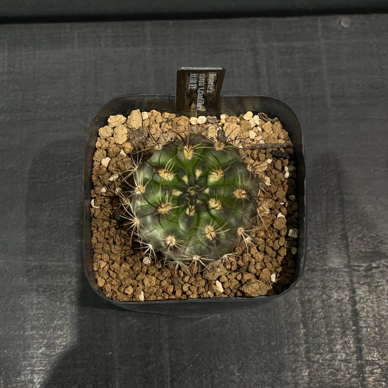 サボテン エリオシケ （旧ネオポルテリア) 暗黒王 × プラ鉢