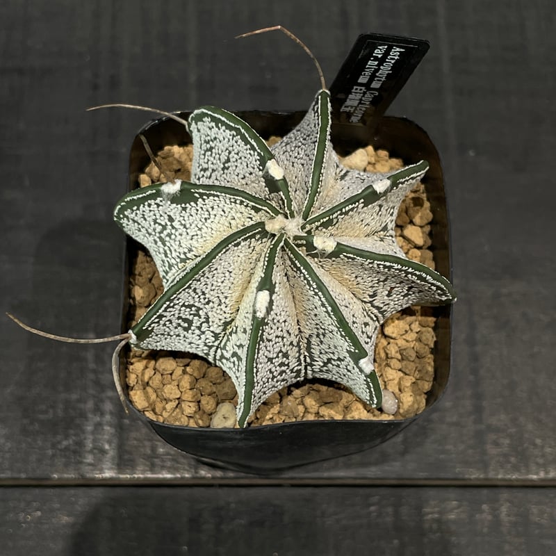 サボテン アストロフィツム 白瑞鳳玉 × プラ鉢 | 最終的にサボテン