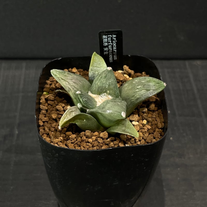 サボテン アリオカルプス 花牡丹 × プラ鉢 | 最終的にサボテン