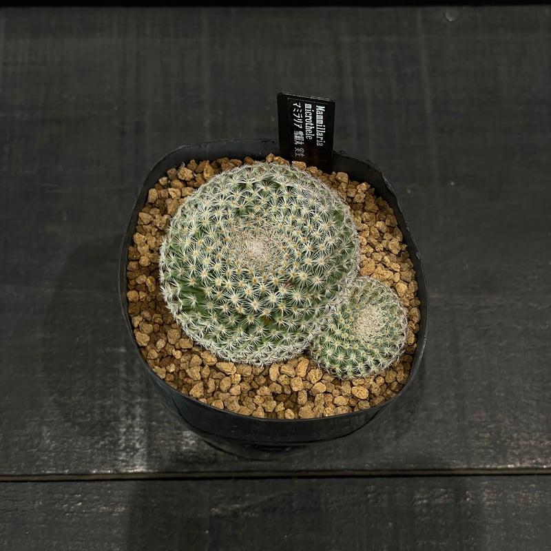 雪絹丸 実生 鉢植えメルカリ便送料込み EMP コピアポア デュラ 銅羅丸