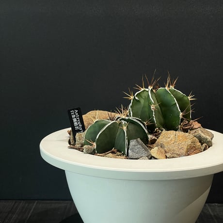 最終的にサボテン オンラインストア