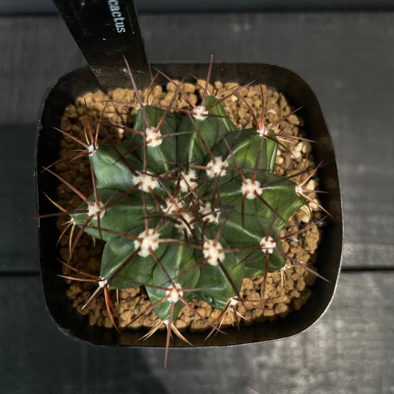 サボテン メロカクタス 層雲 × プラ鉢 | 最終的にサボテン オンライン