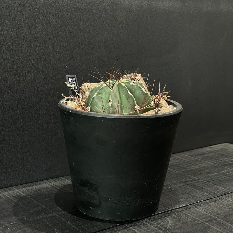 サボテン アストロフィツム 群鳳玉 × HABITAT STYLE | 最終的に