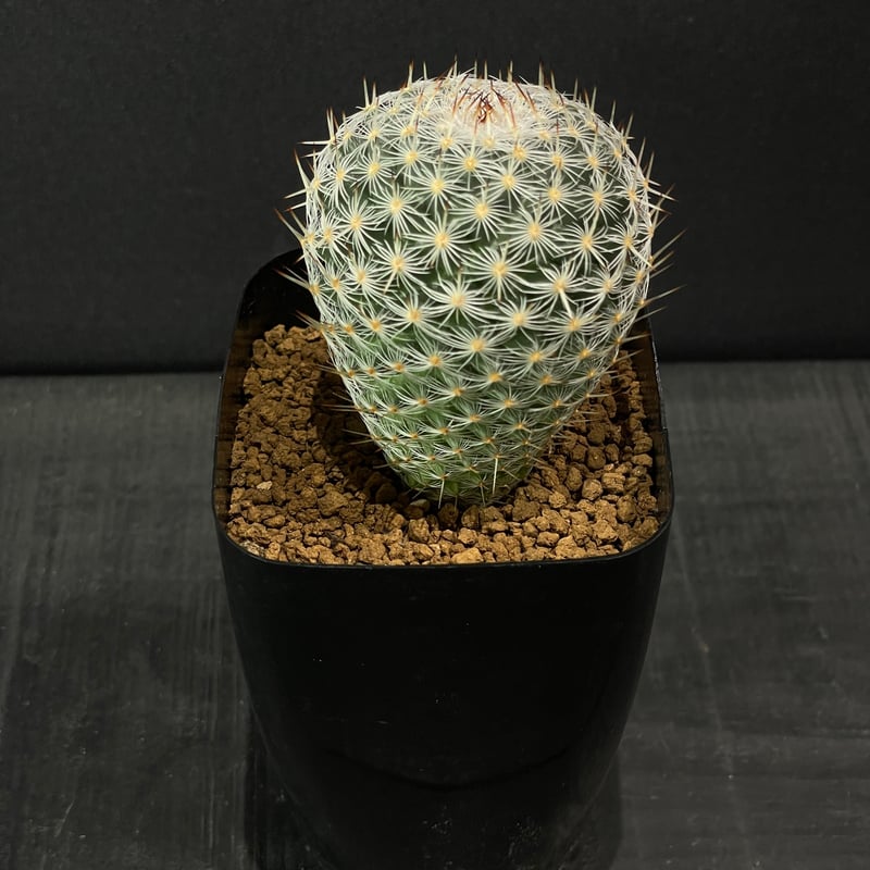 サボテン マミラリア 希望丸錦 × プラ鉢 | 最終的にサボテン