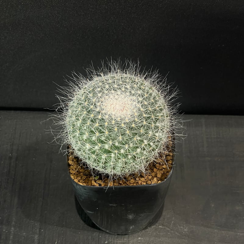 サボテン マミラリア 長毛玉翁 × プラ鉢 | 最終的にサボテン