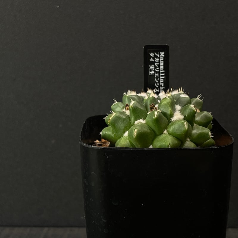 サボテン マミラリア ブカレリエンシス × プラ鉢 | 最終的にサボテン