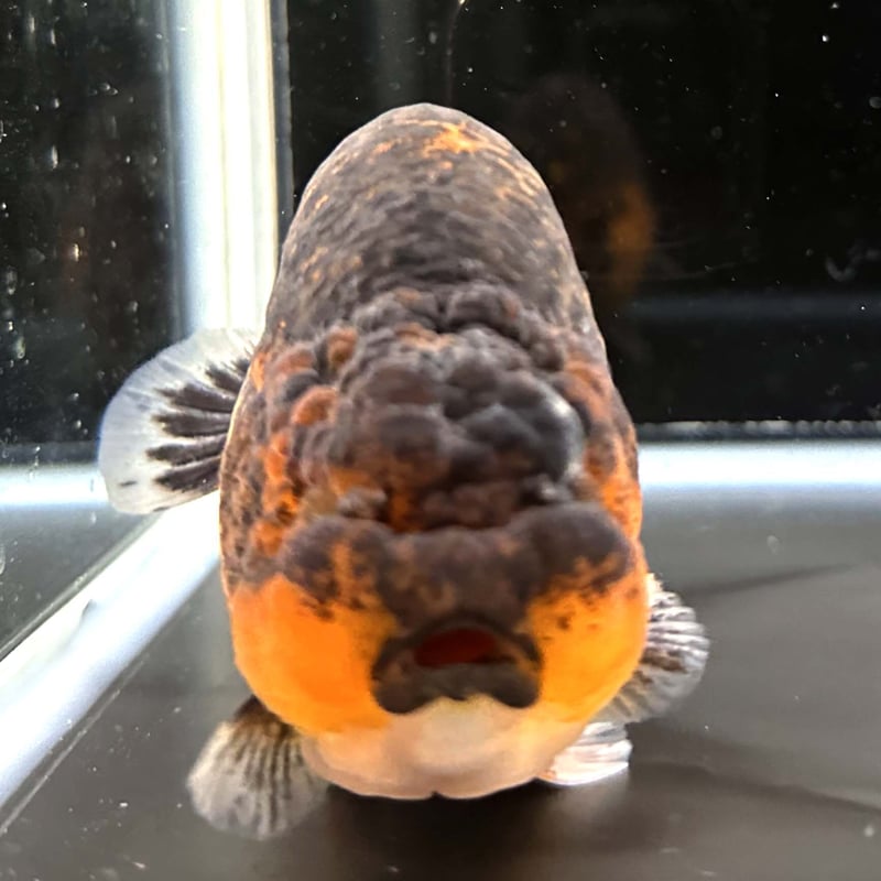 レア品 恐竜 銅貨 ラウンド 1オンス 純銅 楽天市場】ヒキュウ（貔貅）起こしに ミニ銅製牛鈴（銅鈴