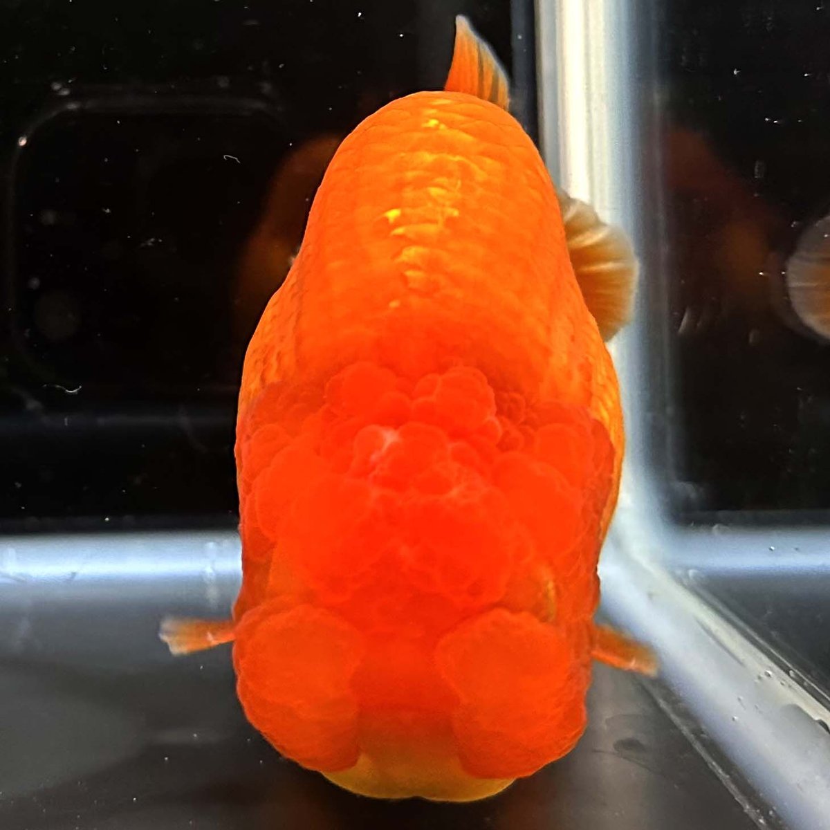 タイ産】鬼フンタン素赤らんちゅう | goodsgoldfishshop nagoya STORE