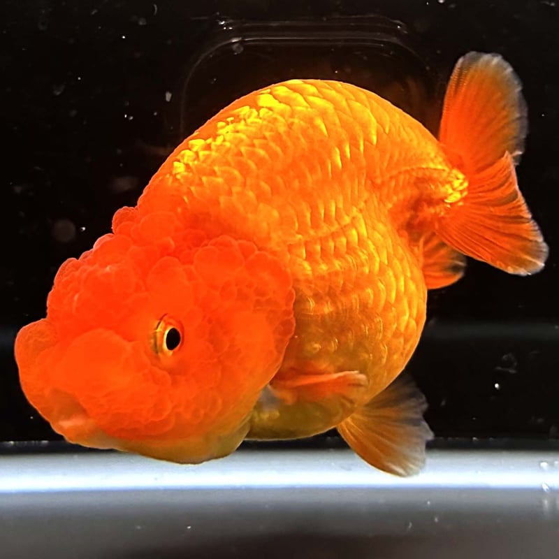 お買い得 らんちゅう 種 鑑賞用タイプ 素赤 優良系統 らんちゅう 素赤 11cm メスタイプ : らんちゅうショップ大福 - 通販