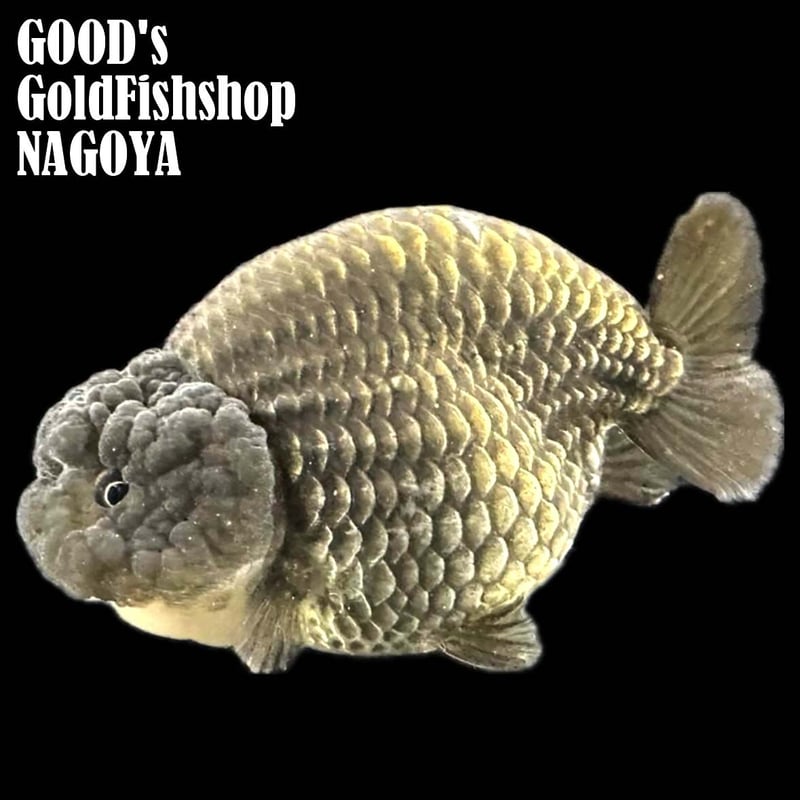 らんちゅう　金魚 タイ産】鬼フンタン◇金鱗 黒らんちゅう◇らんちゅう◇シャンパン