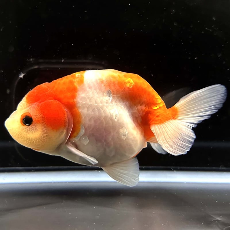 深見養魚場産】元祖!!フンタン桜錦 モザイク透明鱗 光沢鱗 深見養魚場産】元祖!!フンタン桜錦 モザイク透明鱗 光沢鱗