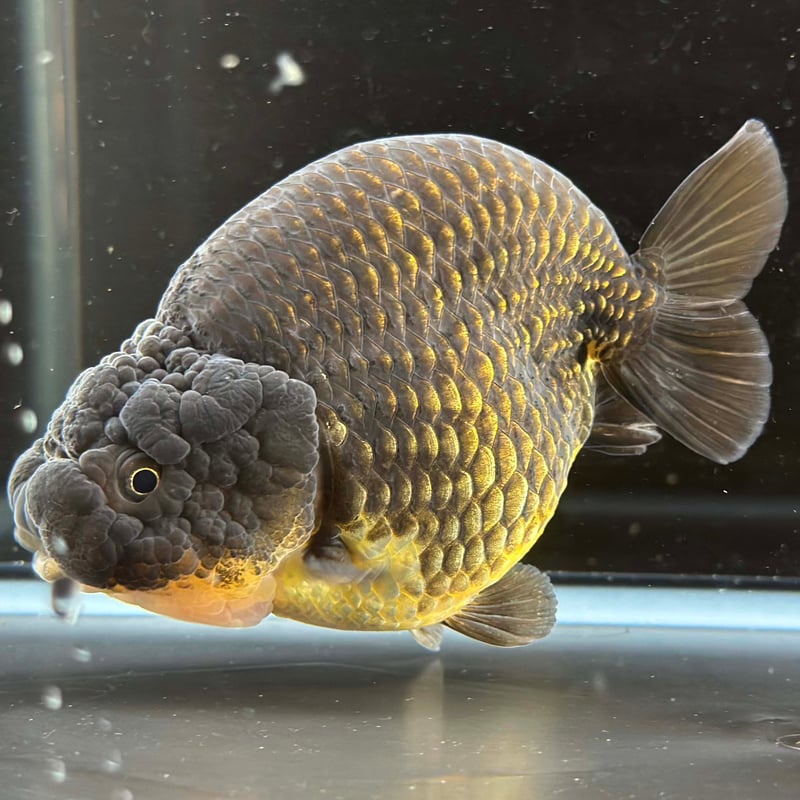 タイ産】鬼フンタン 金鱗黒らんちゅう | goodsgoldfishshop タイ産】鬼フンタン 金鱗黒らんちゅう | goodsgoldfishshop
