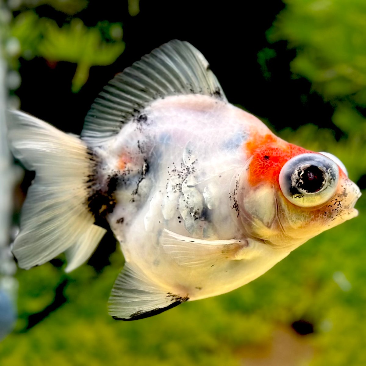 【中古】 SELANGOR 金魚のデザイン 10月4日 銀鱗三色ショートテールオランダ メス 13センチ #金魚