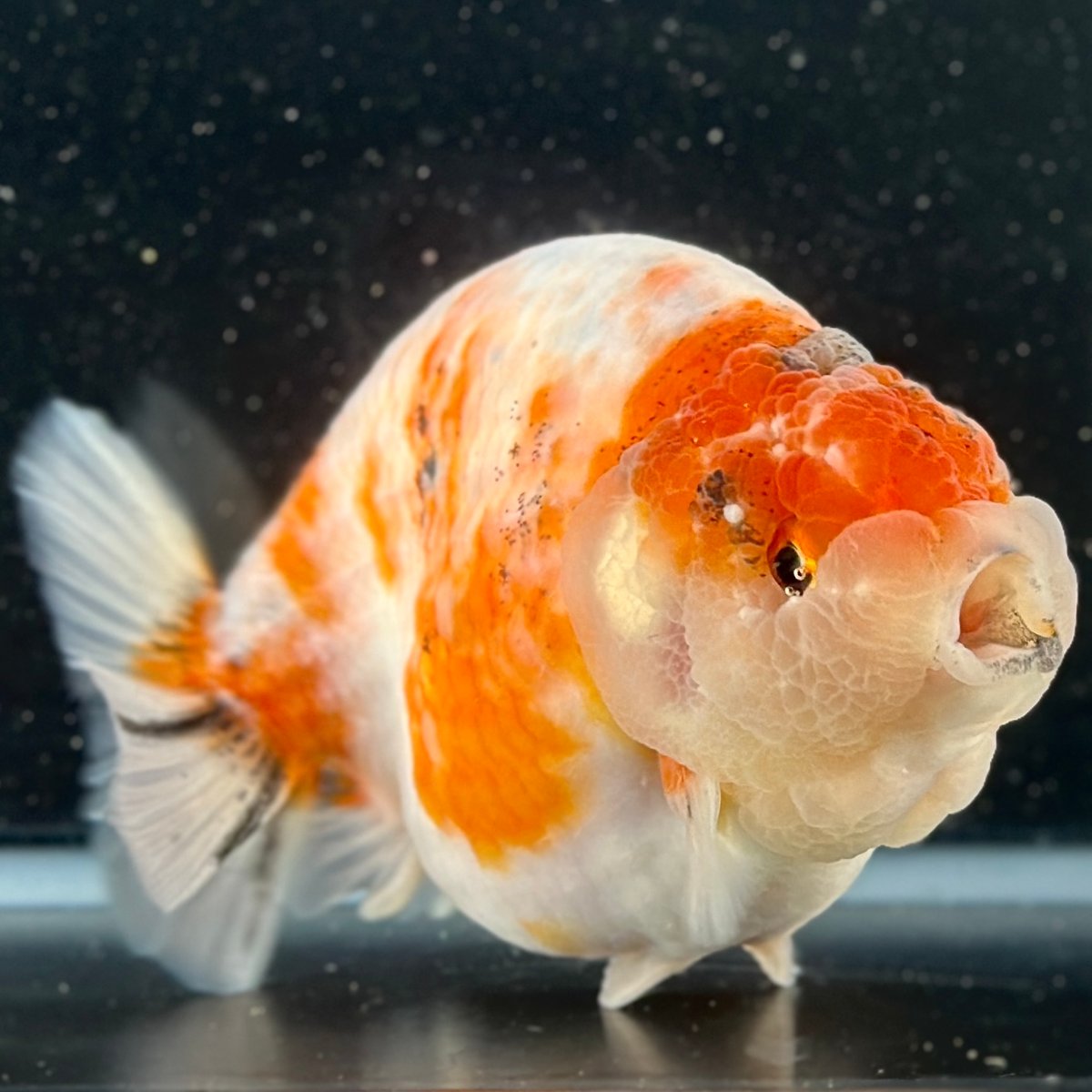 中国古玩　明国　銅製枠　サングラス タイ産◇カモフラサクラ◇らんちゅう◇バッファロー 桜錦