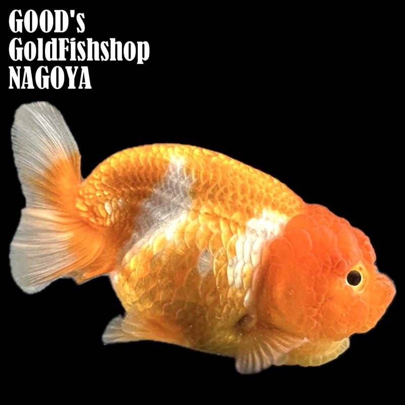 タイ産】鬼フンタン赤勝ち更紗らんちゅう | goodsgoldfishshop nagoya